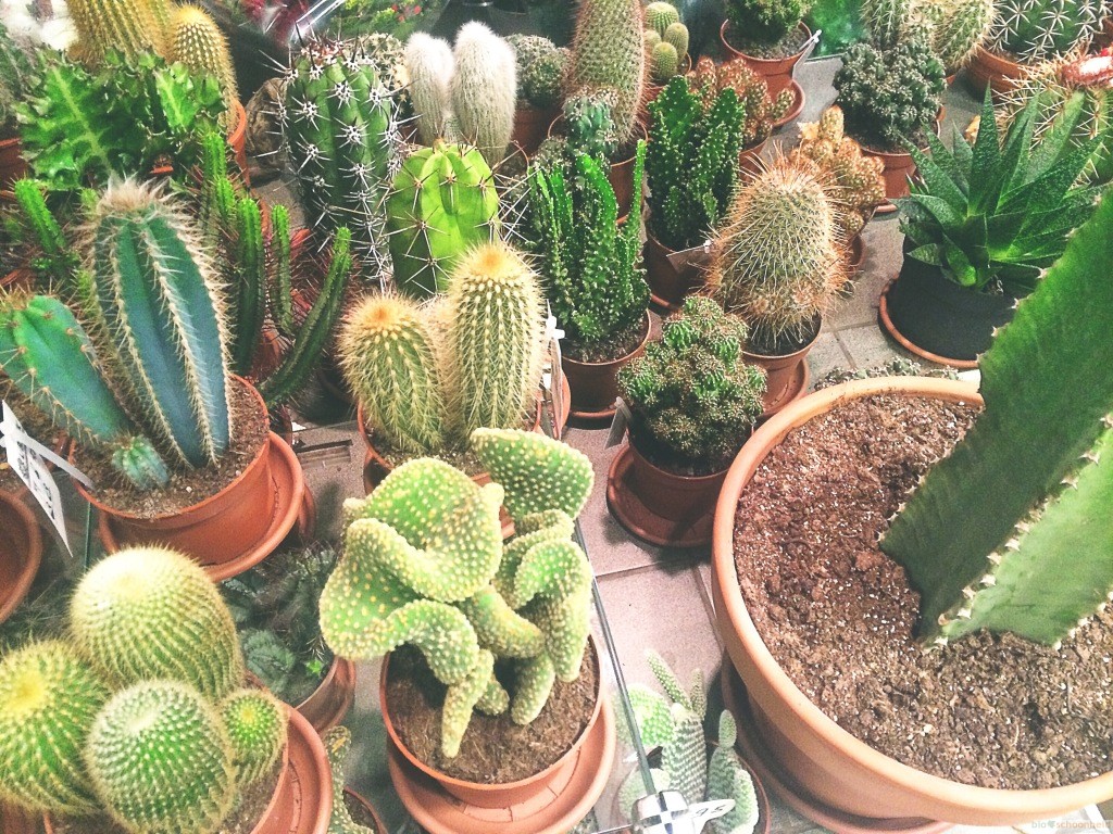 Haktus Haktus